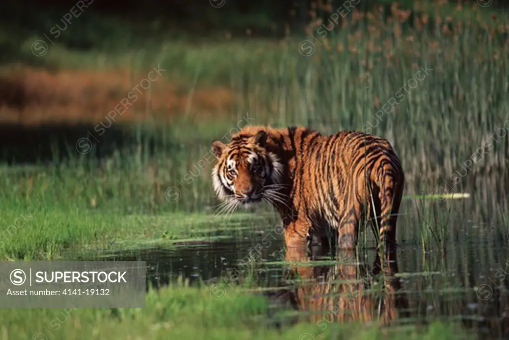 bengal tiger panthera tigris tigris endangered