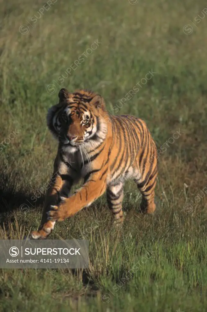 bengal tiger running panthera tigris tigris 