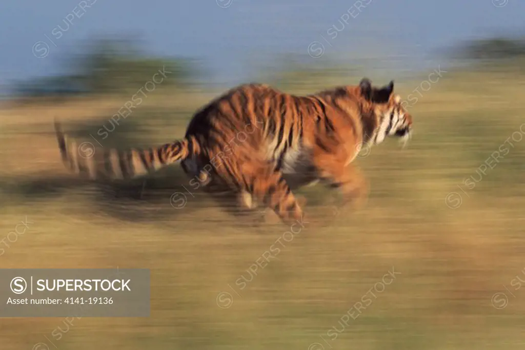 bengal tiger panthera tigris tigris running. endangered.