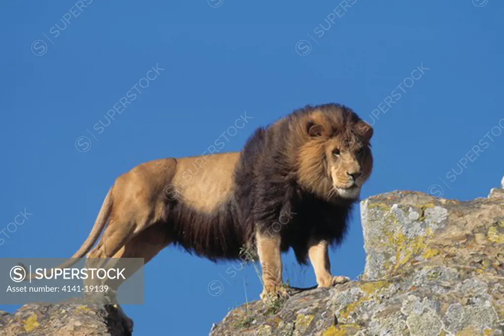 lion male panthera leo crossing cleft in rocks 