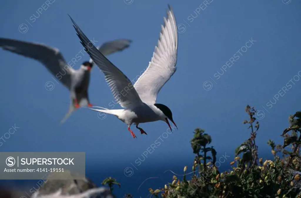arctic tern in flight sterna paradisea farne islands, england