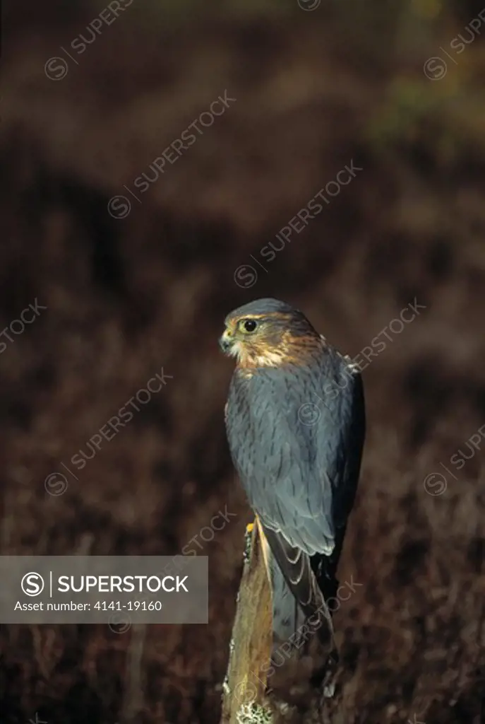 merlin male falco columbarius 