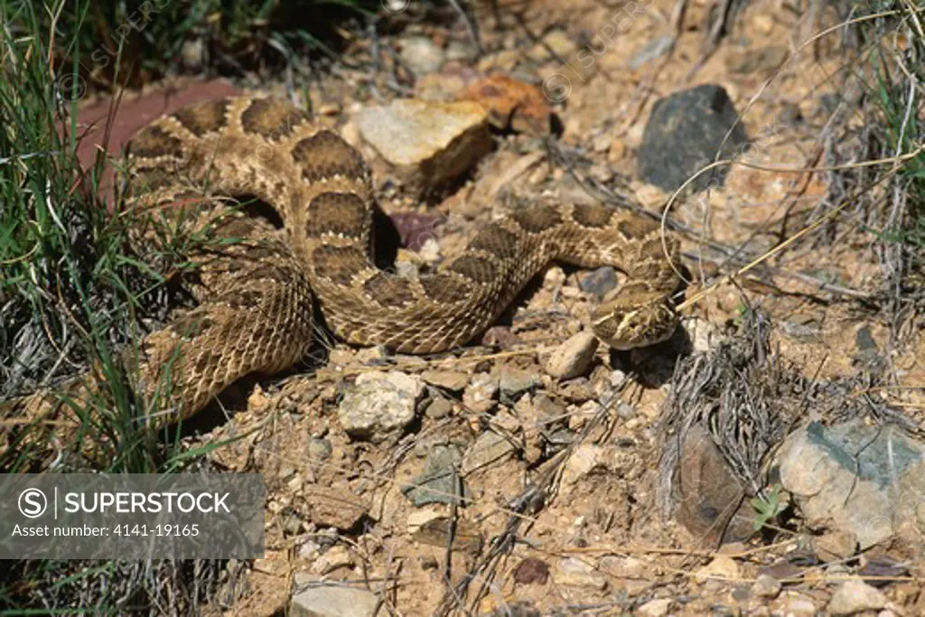 mojave rattlesnake crotalus scutulatus sonoran desert (baja & se california, sw arizona and w sonora, mexico)