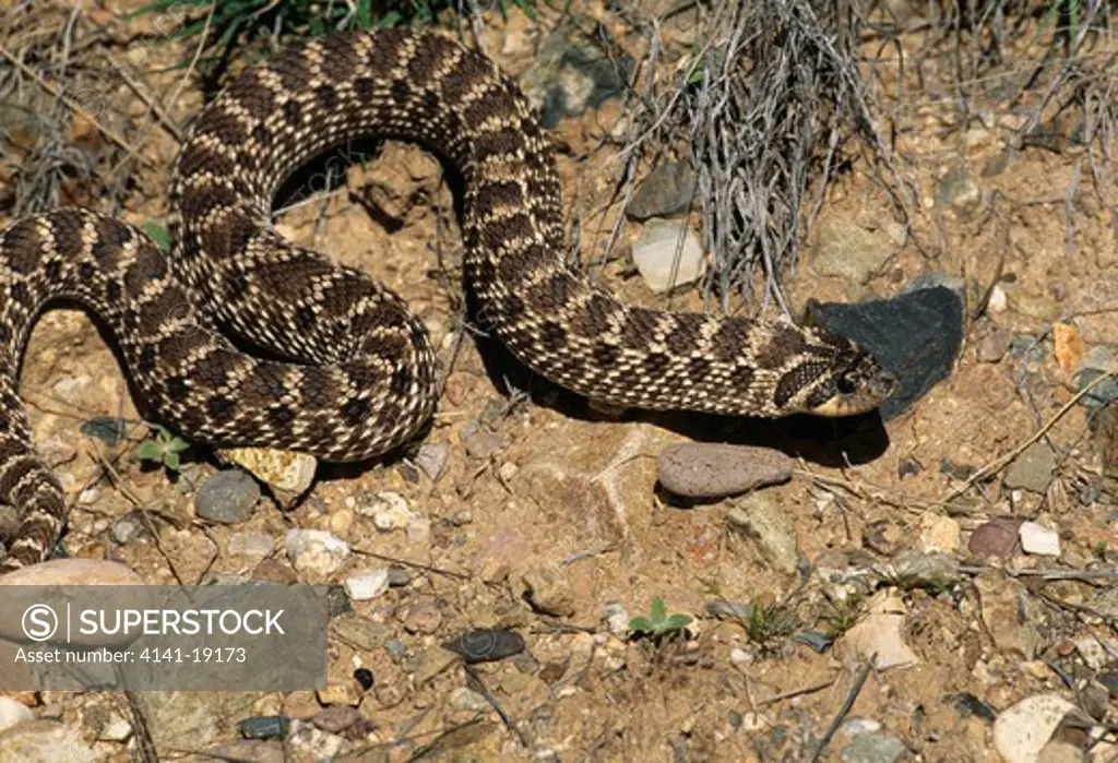 western hognose snake heterodon nasicus sonoran desert, arizona, usa 