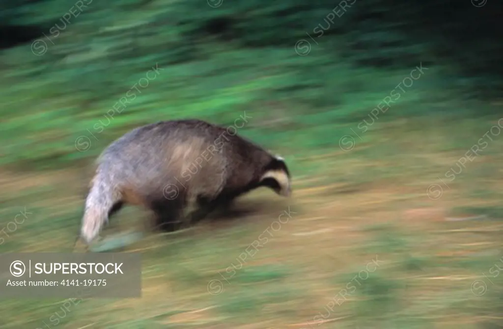 badger running meles meles hampshire, southern england 