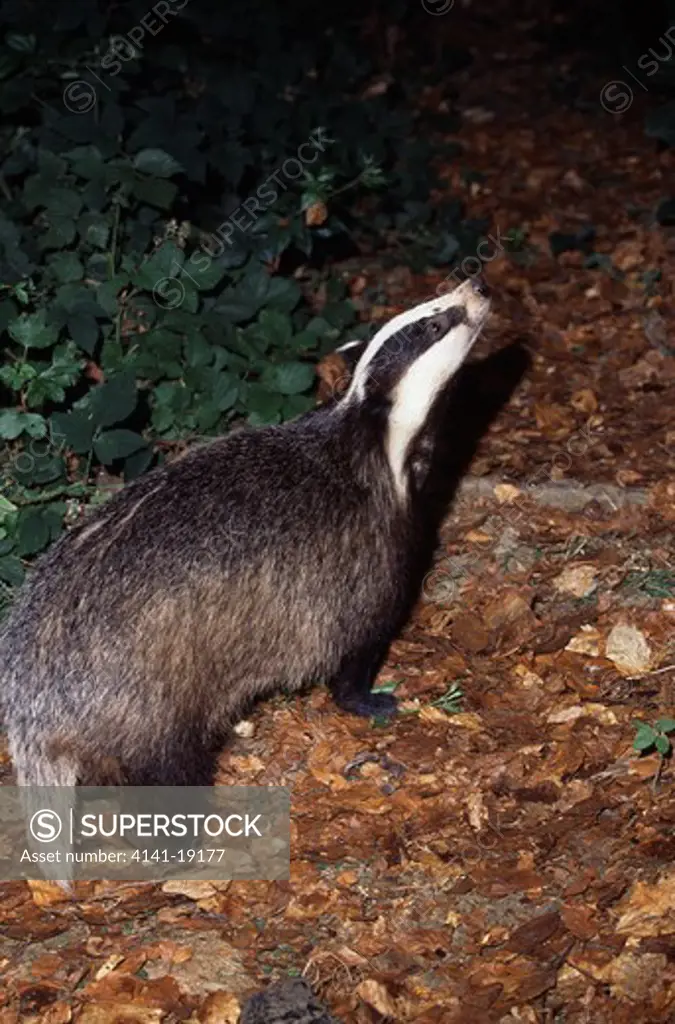 badger sniffing air for danger meles meles hampshire, southern england 