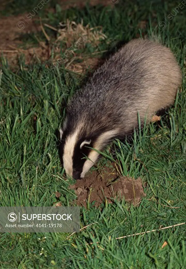 badger digging out molehill meles meles hampshire, southern england 