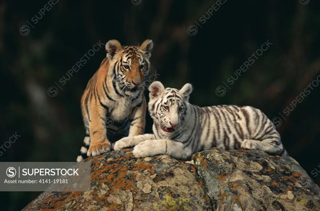 bengal tiger two young on rock panthera tigris tigris one normal, one white variant 