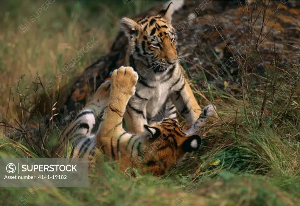 bengal tigers panthera tigris tigris cubs playing