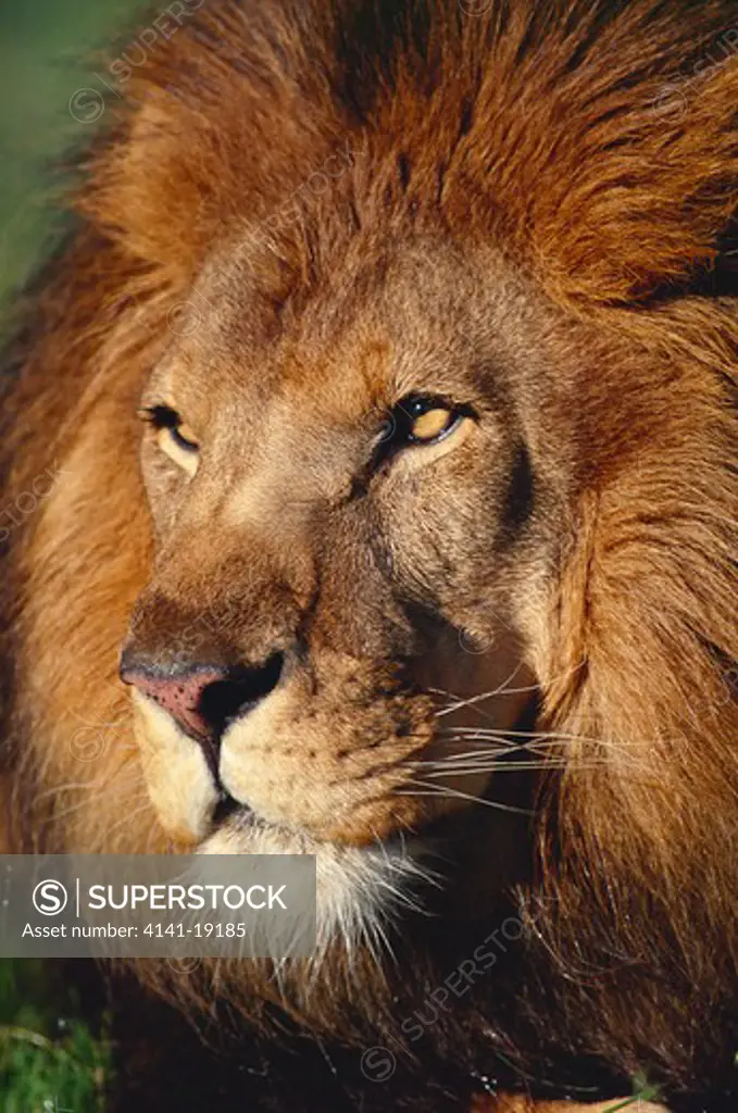 african lion male panthera leo face, close detail