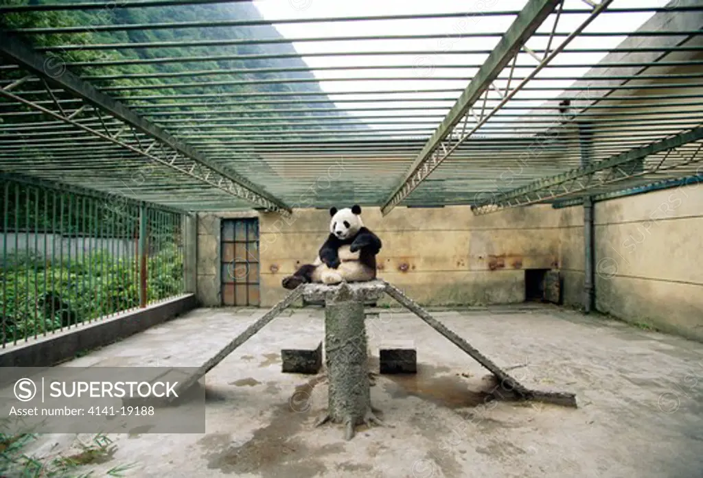 giant panda in breeding centre ailuropoda melanoleuca wolong reserve, china 