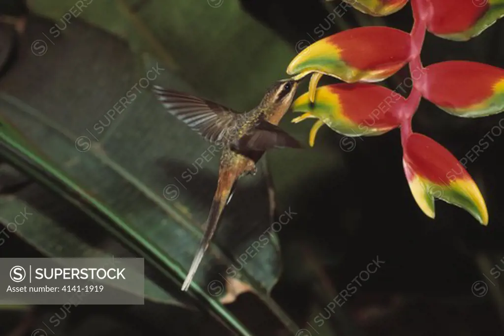 planalto hermit hummingbird phaethornis pretrei hovering at heliconia flower 