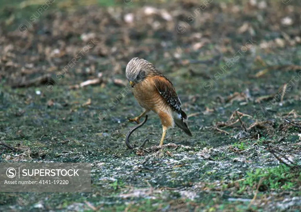 red-shouldered hawk buteo lineatus stamping on snake florida, usa