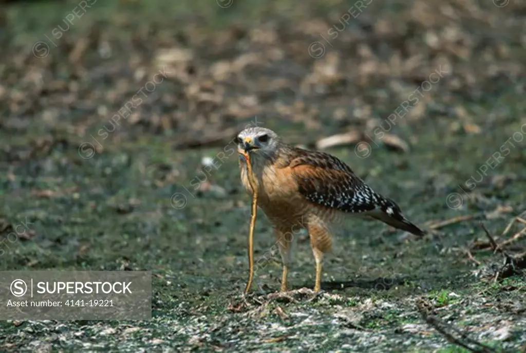 red-shouldered hawk buteo lineatus eating snake florida, usa 