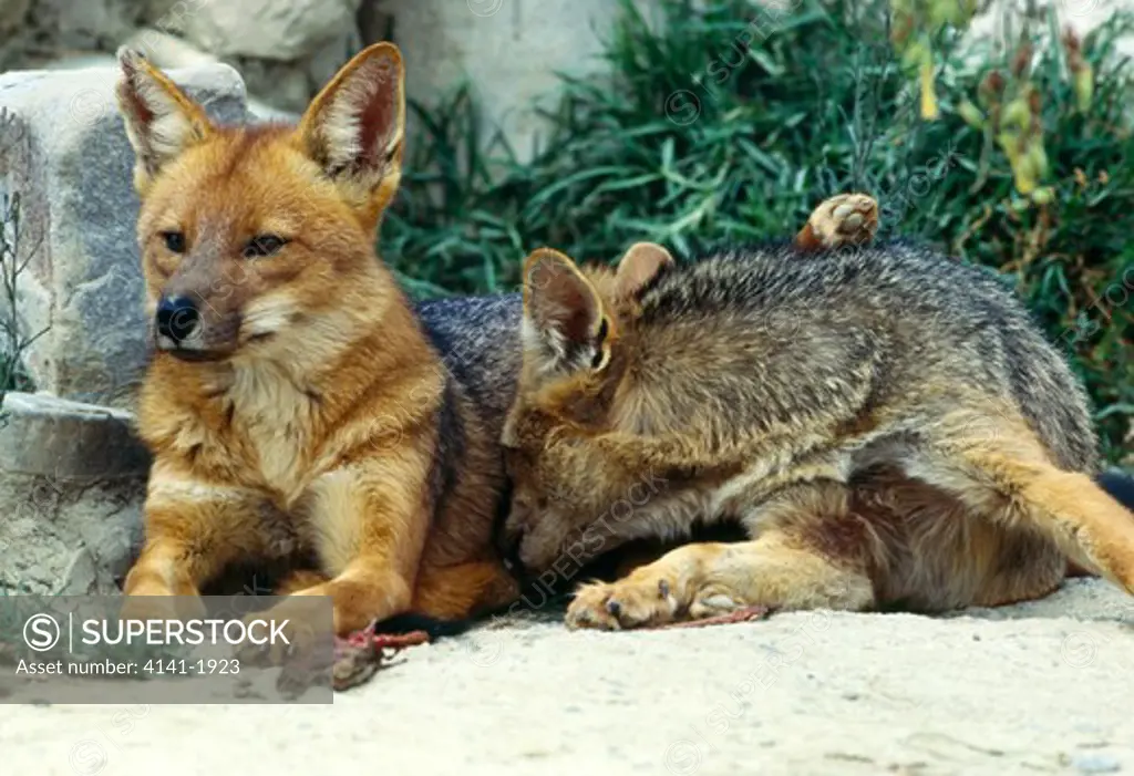 colpeo fox two resting dusicyon culpaeus andinus andes, bolivia, south america. 