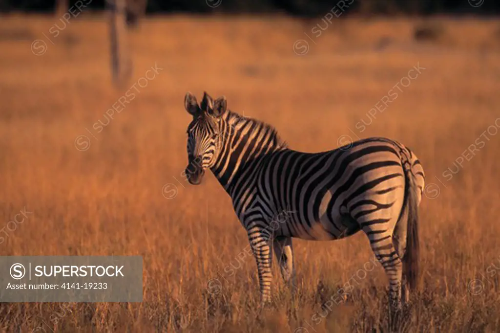 burchell's or plains zebra equus burchelli moremi game reserve, okavango delta, botswana