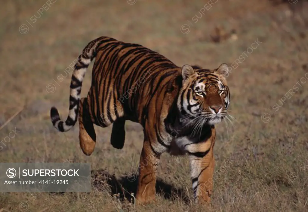 bengal tiger panthera tigris tigris running