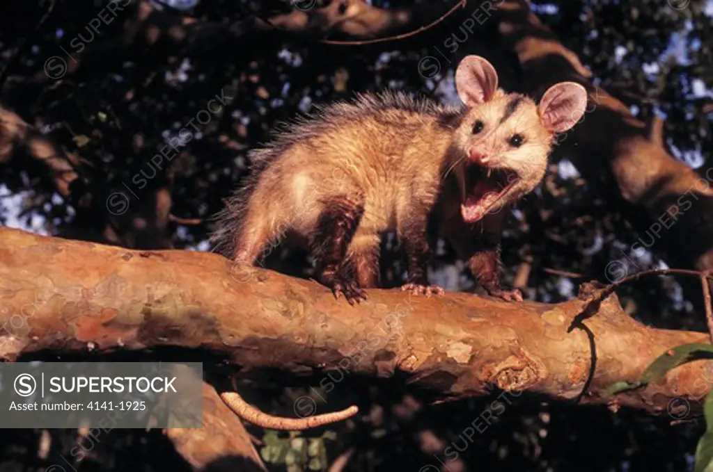 white-eared opossum didelphis albiventris mato grosso, southern brazil 