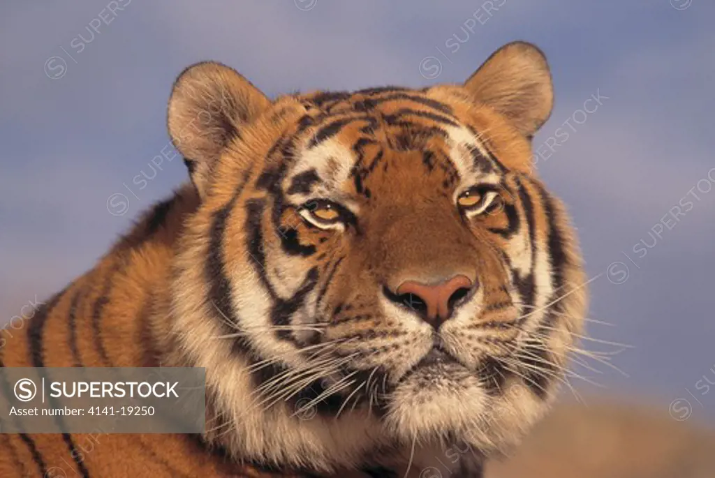 bengal tiger panthera tigris tigris 