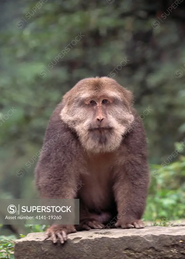 pere david's or tibetan macaque macaca tibetana emei shan, china 