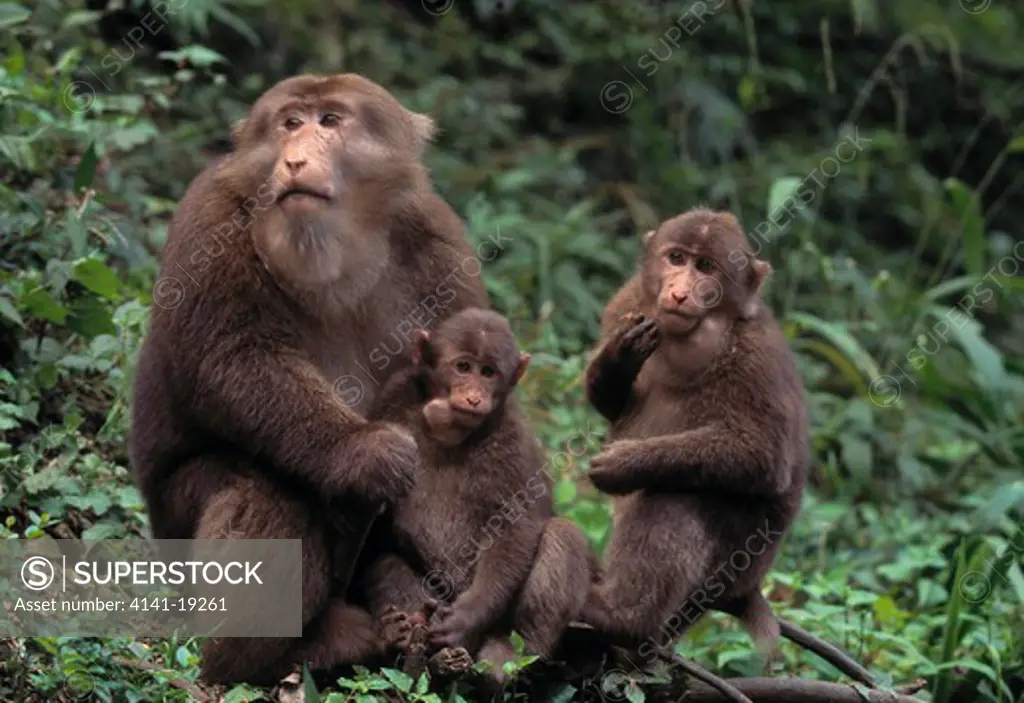 pere david's or tibetan macaque macaca tibetana family emei shan, china