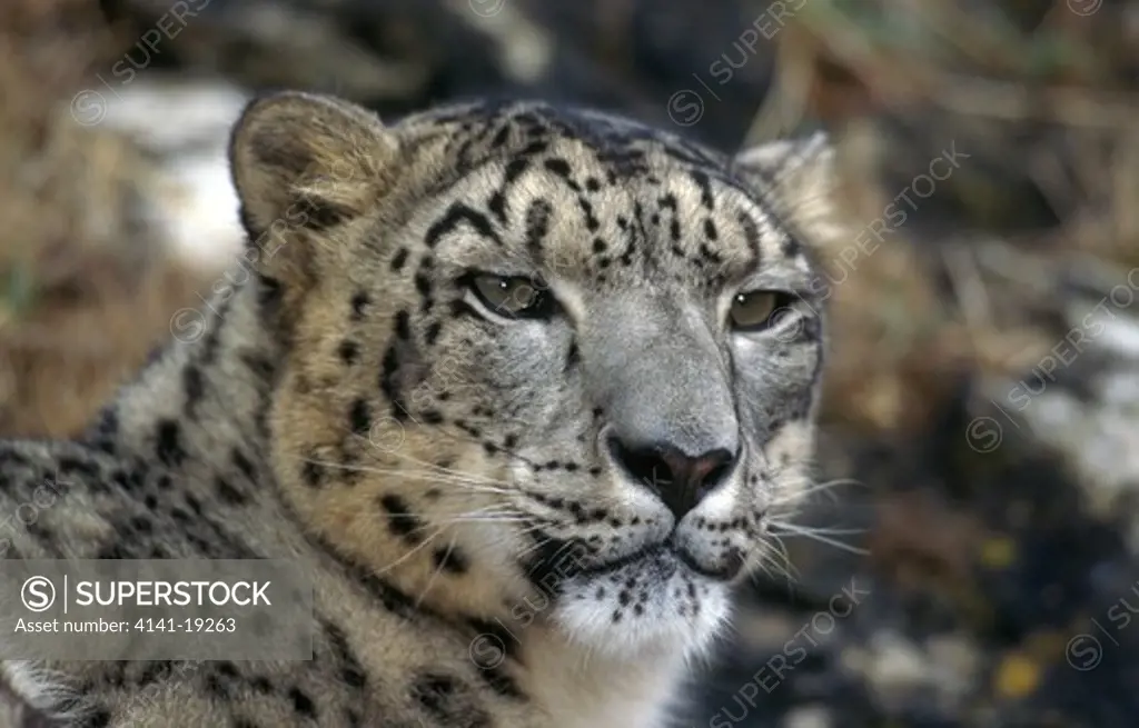 snow leopard panthera uncia face detail 
