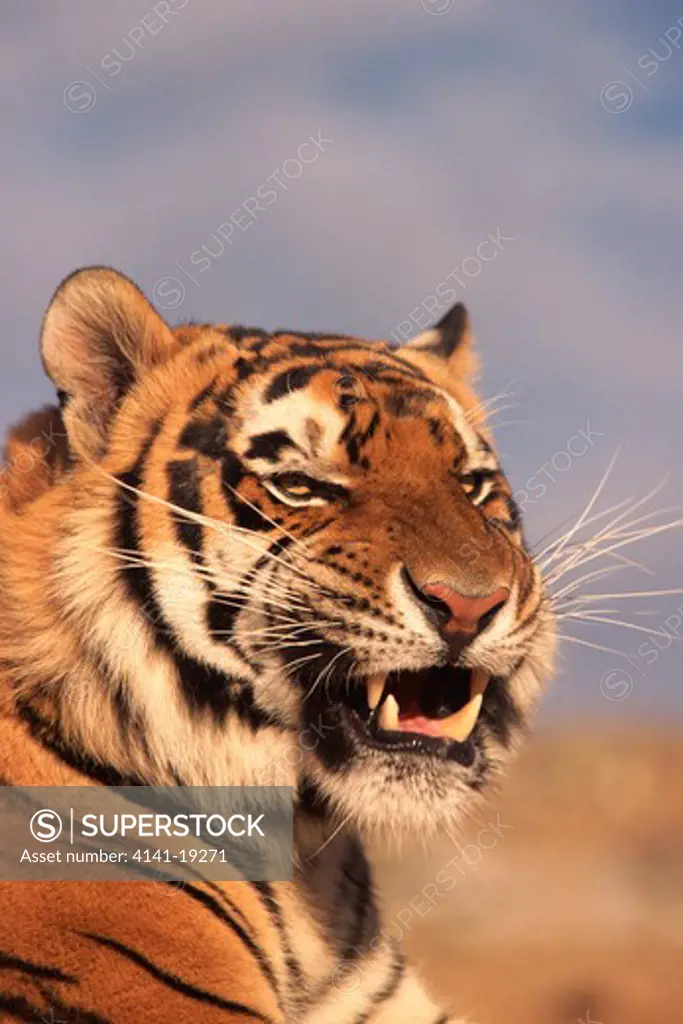 bengal tiger panthera tigris tigris snarling