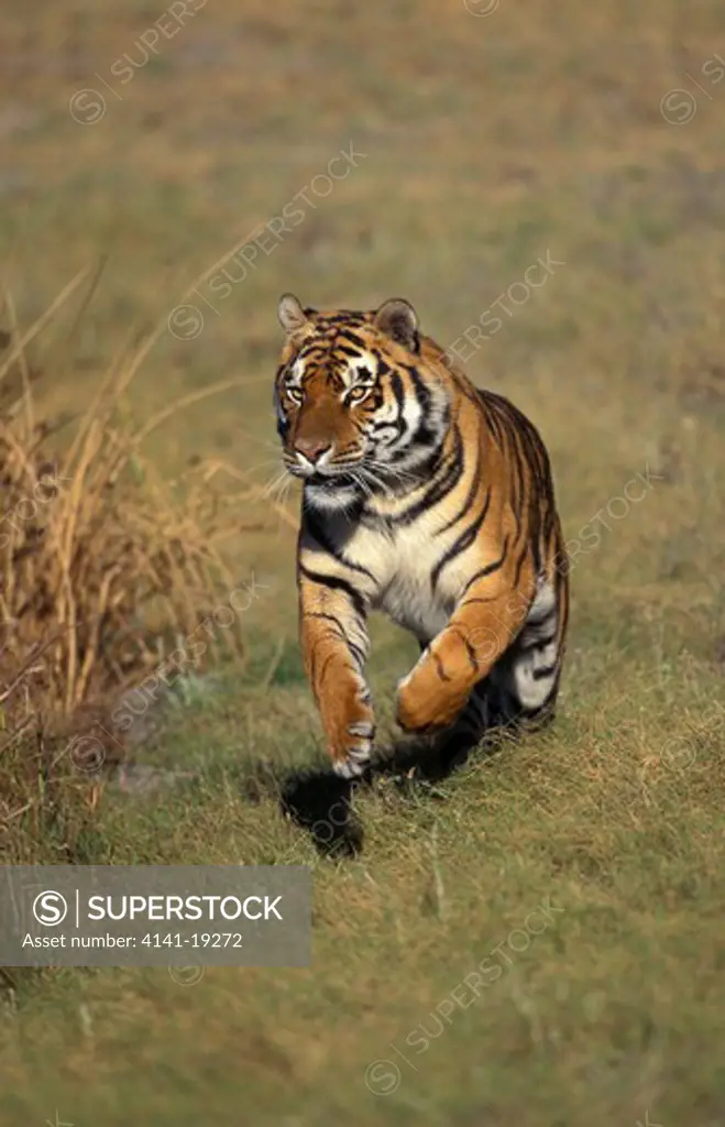 bengal tiger panthera tigris tigris running. endangered.