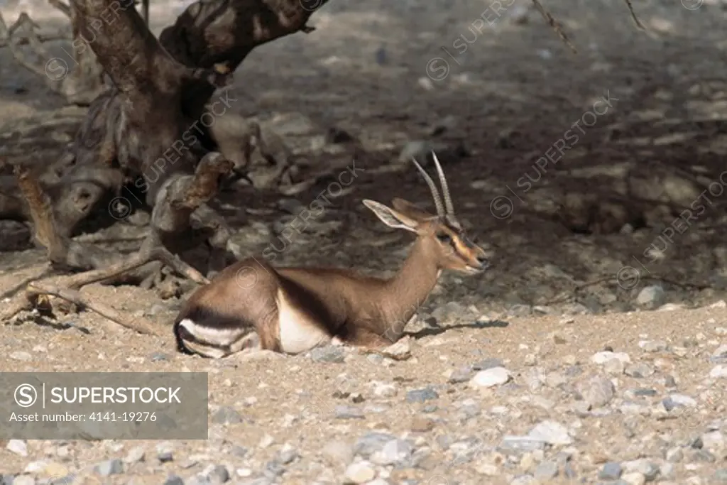 cuvier's gazelle or edmi gazella cuvieri (captive breeding programme) living desert, california, usa 