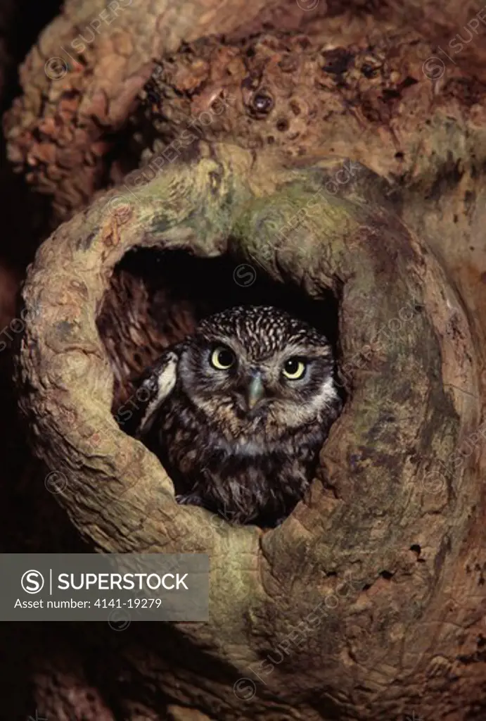 little owl in tree athene noctua hampshire, uk