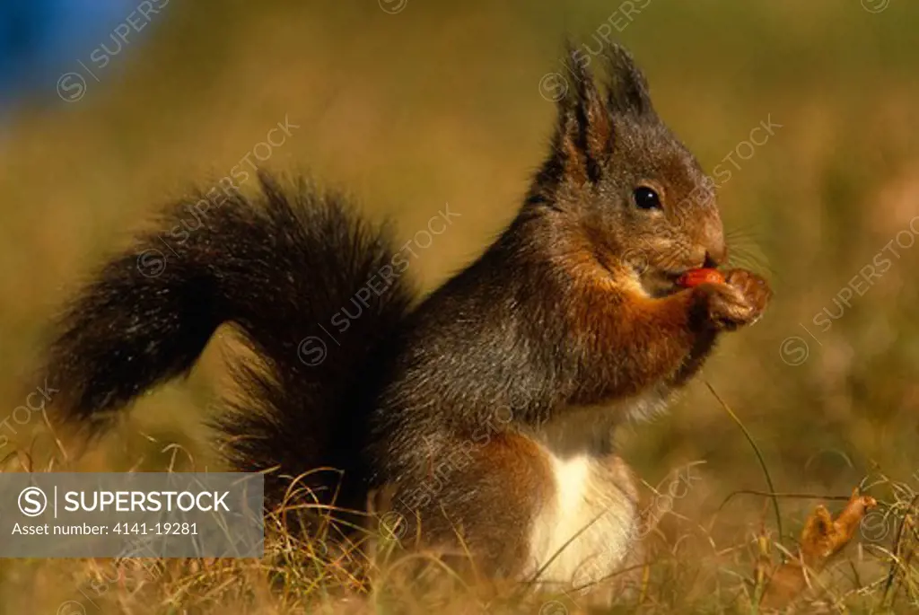 red squirrel eating nut sciurus vulgaris formby point, lancashire, uk