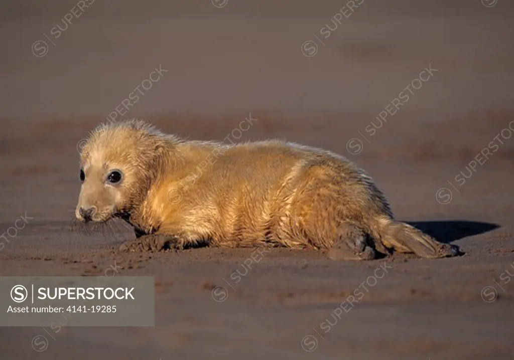 grey seal young on sand halichoerus grypus donna nook, lincolnshire, england. 