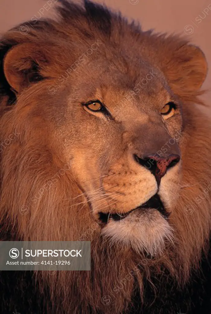 african lion panthera leo male