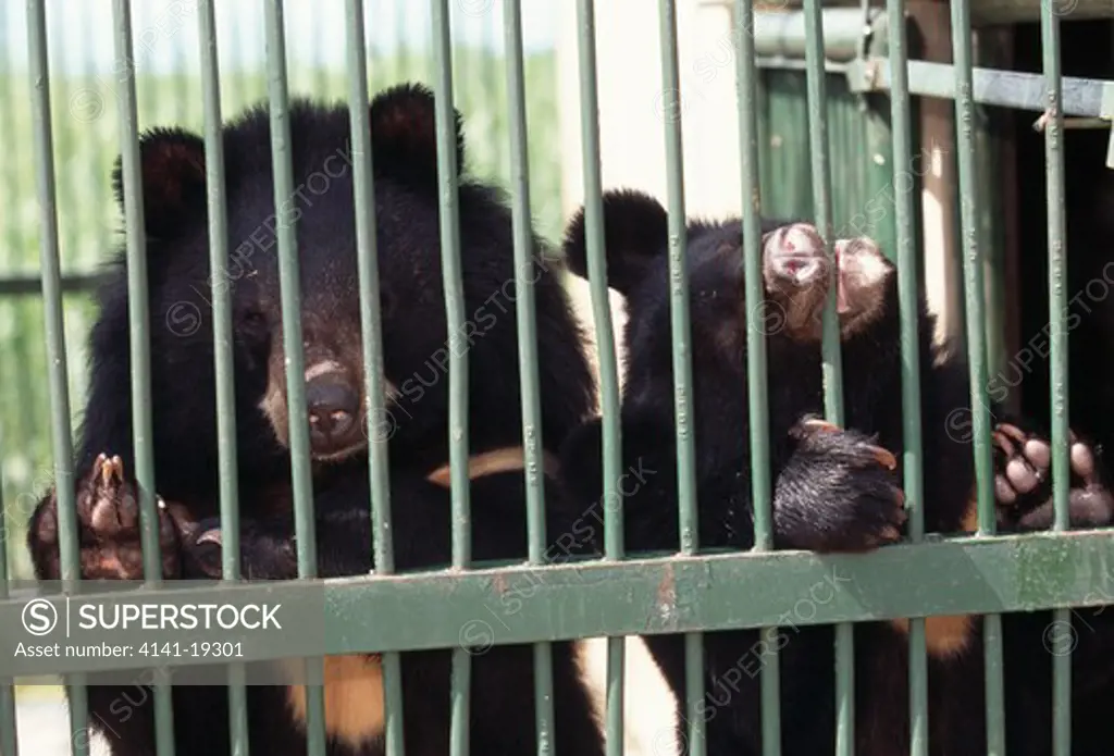 asiatic black bear cubs ursus thibetanus confiscated by authorities, intended for the food trade. thailand. vulnerable species