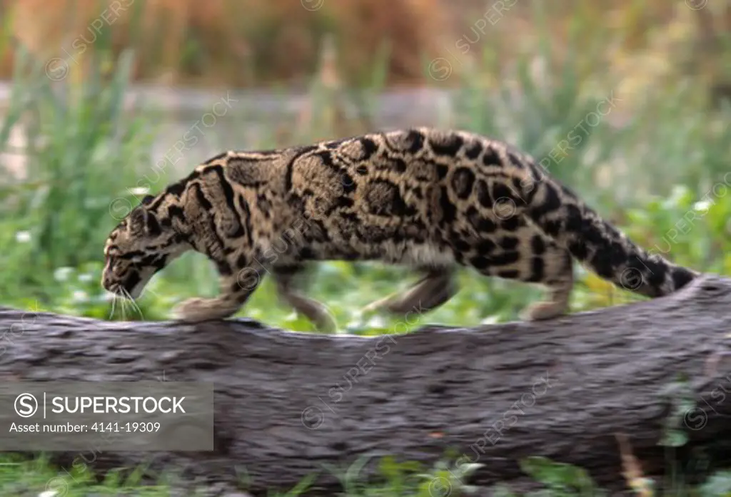 clouded leopard hunting neofelis nebulosa 