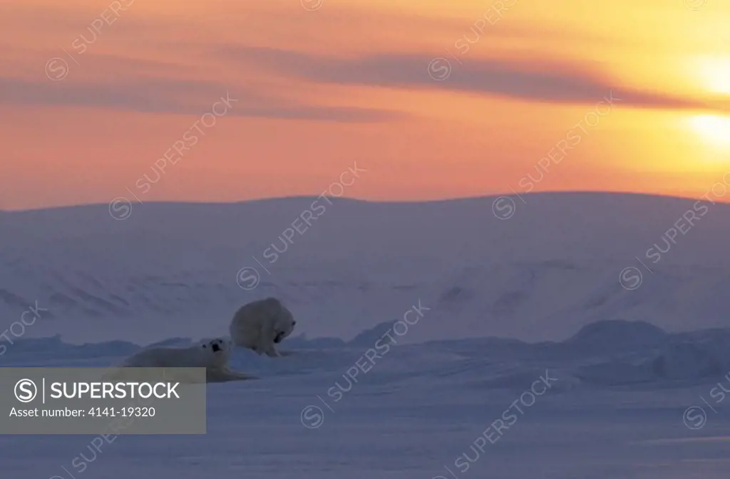 polar bears in midnight sun ursus maritimus svalbard, arctic norway