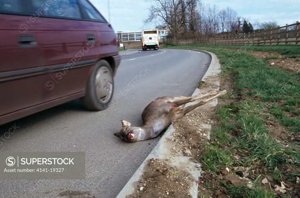 roe deer capreolus capreolus killed by car, lying by road surrey, south eastern england