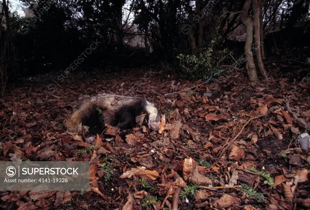 dead badger meles meles killed by running snare. uk 