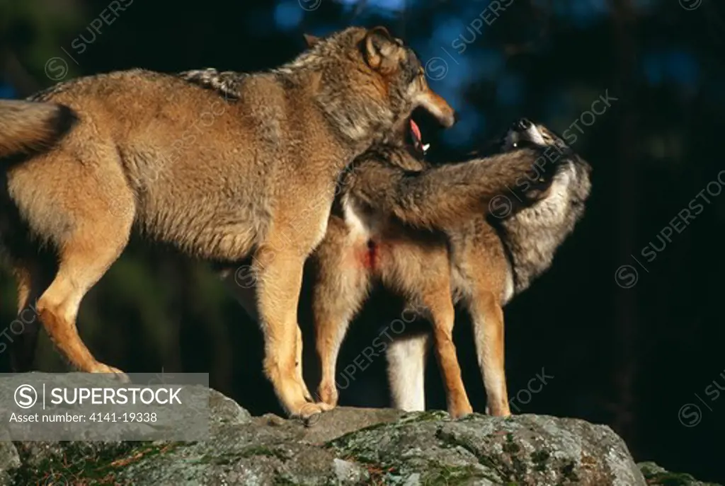 european grey wolf canis lupus lupus female in season, with male sweden.