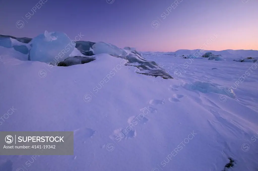 polar bear footprints in snow across slope svalbard, norwegian arctic polar bear is ursus maritimus
