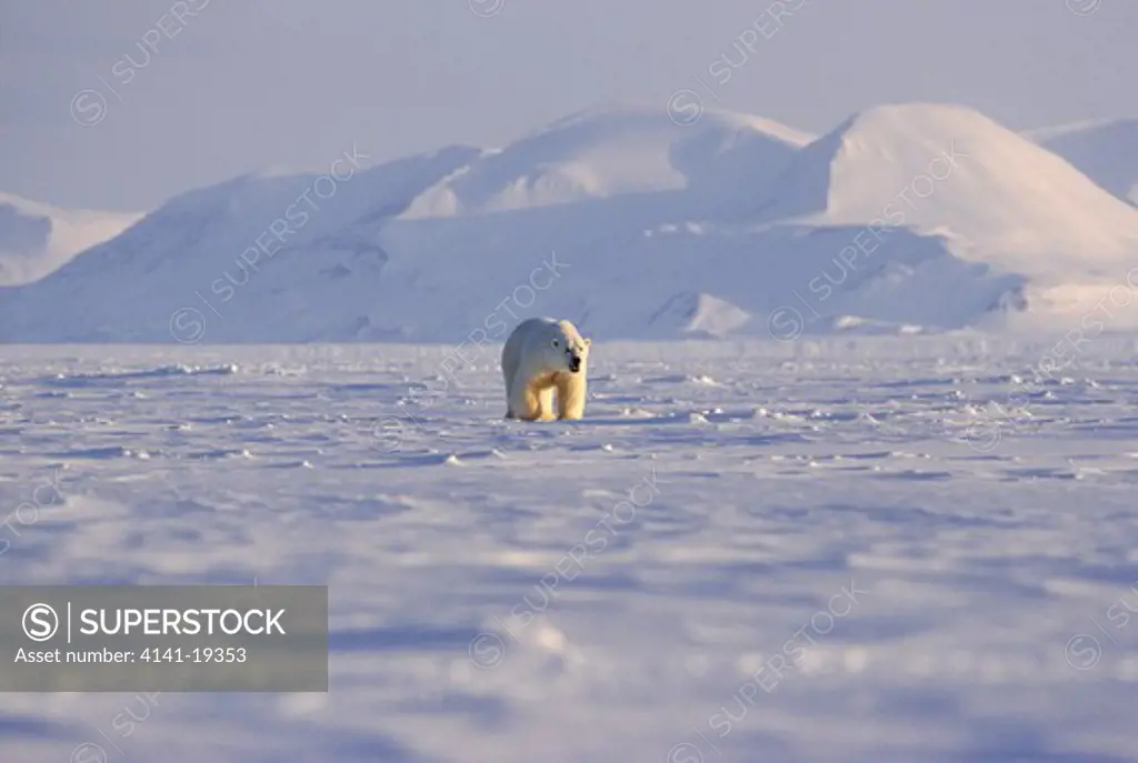 polar bear male ursus maritimus svalbard, norwegian arctic