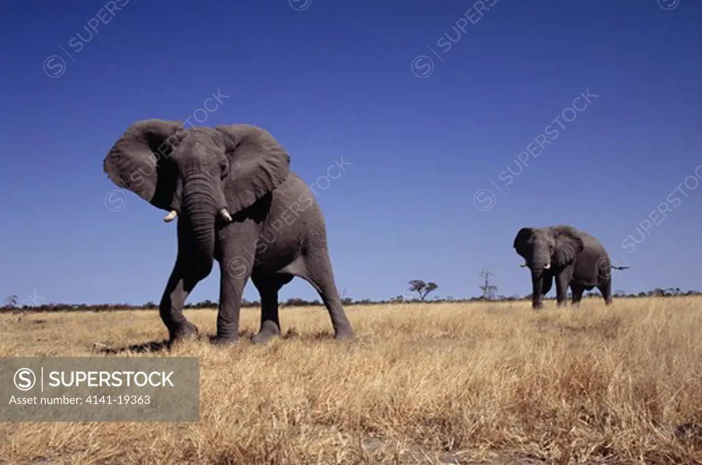 african elephants two bulls loxodonta africana on path to waterhole. savuti area, chobe national park, botswana