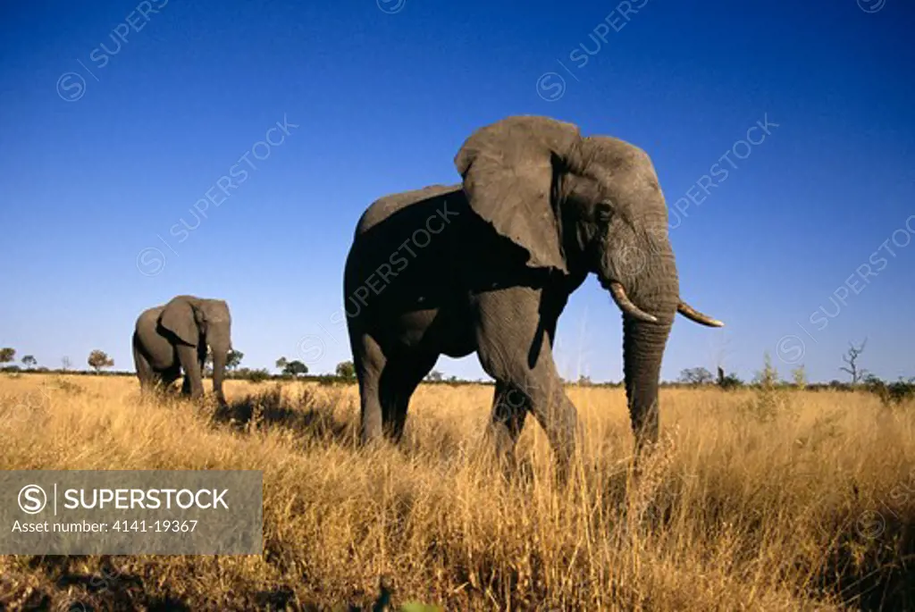 african elephant two males loxodonta africana on path to waterhole savuti, chobe national park, botswana, southern africa
