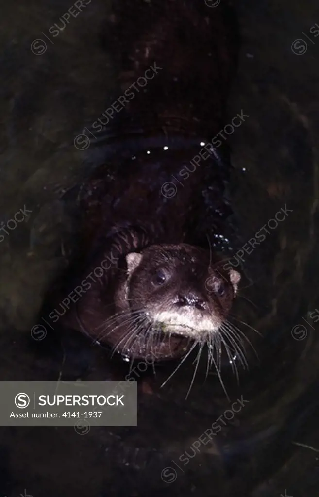 southern river otter in water lontra longicaudis mato grosso, southern brazil