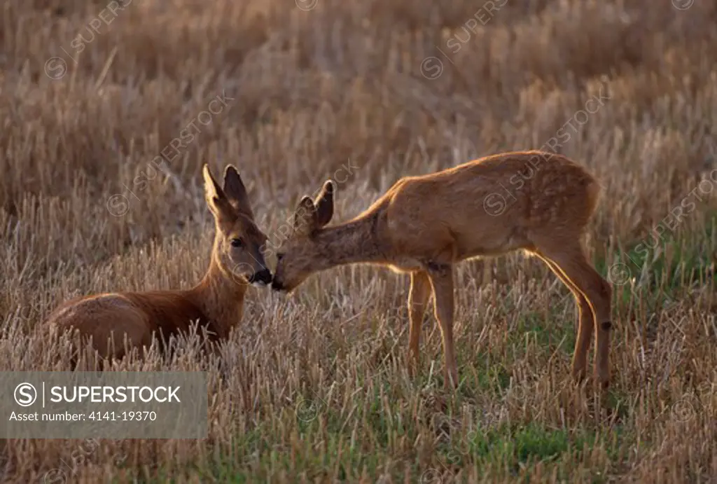 roe deer greeting young capreolus capreolus butser hill, hampshire, england 