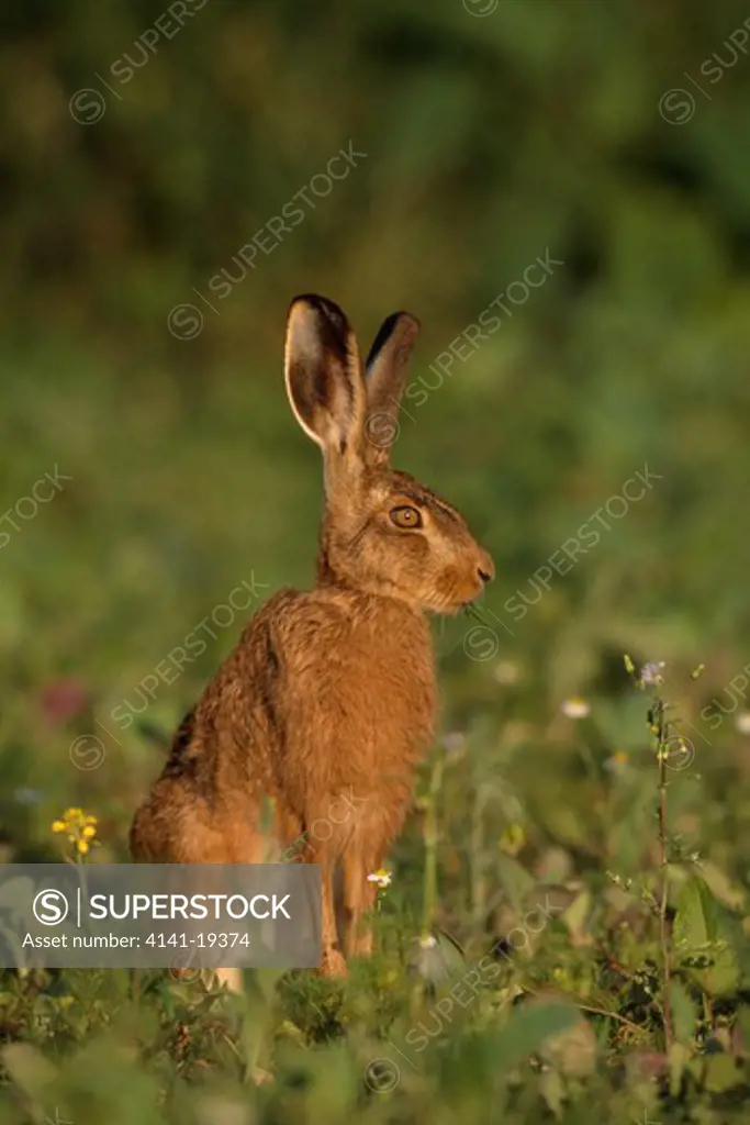 european brown hare lepus europaeus butser hill, hampshire, england 