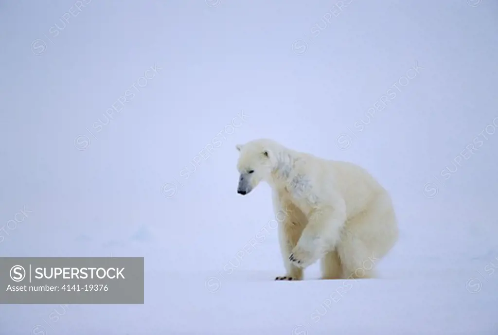 polar bear ursus maritimus about to strike seal cave, svalbard, norwegian arctic