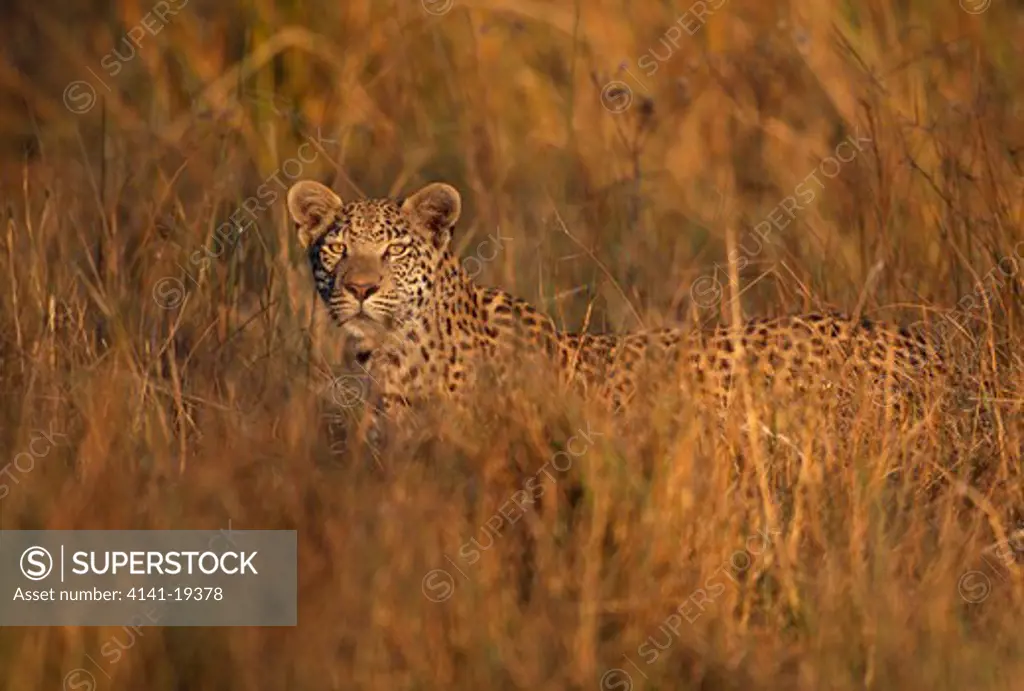 leopard hunting in long grass panthera pardus moremi game reserve, okavango, botswana