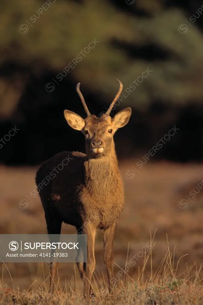 red deer young stag cervus elaphus new forest, hampshire, england 
