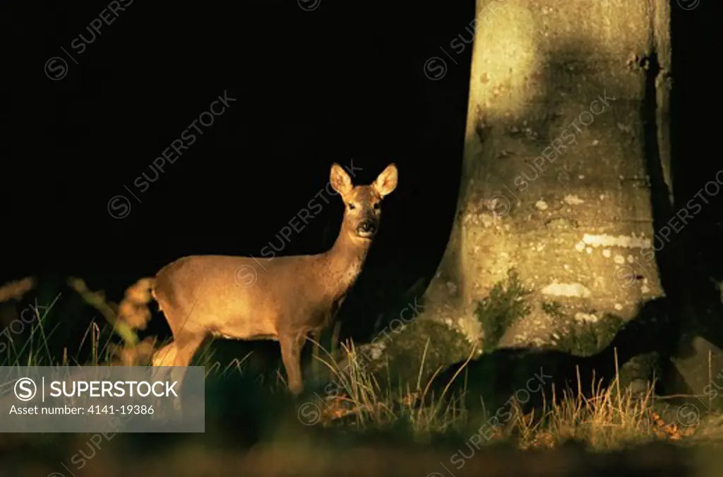 roe deer doe in beech woodland capreolus capreolus hampshire, southern england.